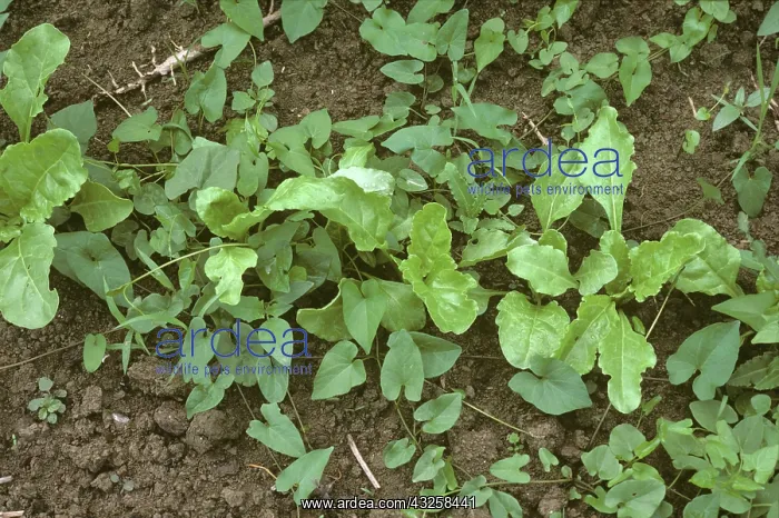 : Bindweed (Convolvulus sp.) in sugarbeet crop : Bindweed (Convolvulus sp.) in sugarbeet crop