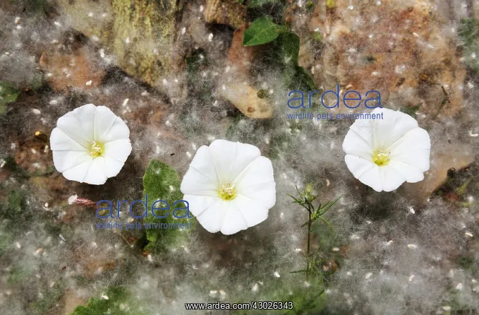 : Bindweed flowers and fallen seeds in fluffy tufts of cot : Bindweed flowers and fallen seeds in fluffy tufts of cot