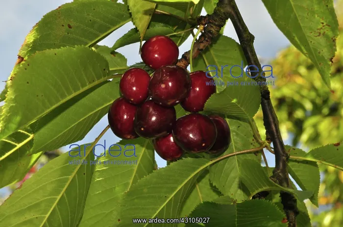 : Bing Cherries : Bing Cherries