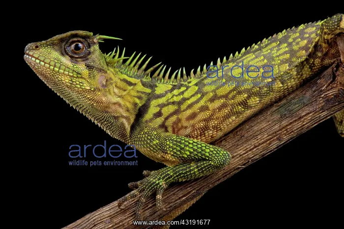: Bintang Horned Tree Lizard (Acanthosaura bintangensis) : Bintang Horned Tree Lizard (Acanthosaura bintangensis)