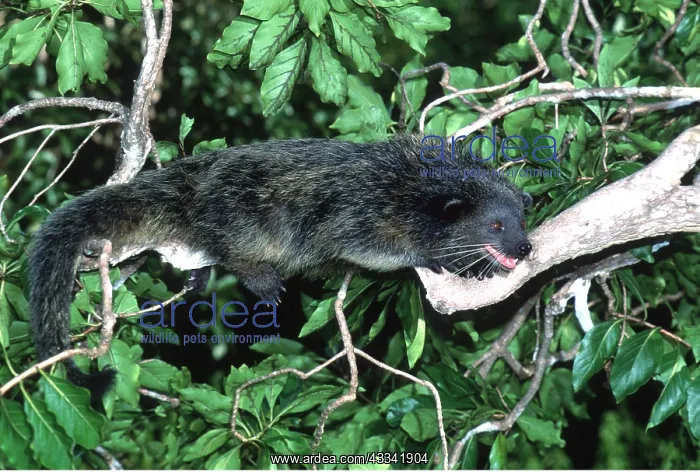  : BINTURONG  /  Bear Cat
