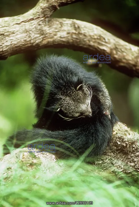 : Binturong / Bear Cat - grooming : Binturong / Bear Cat - grooming