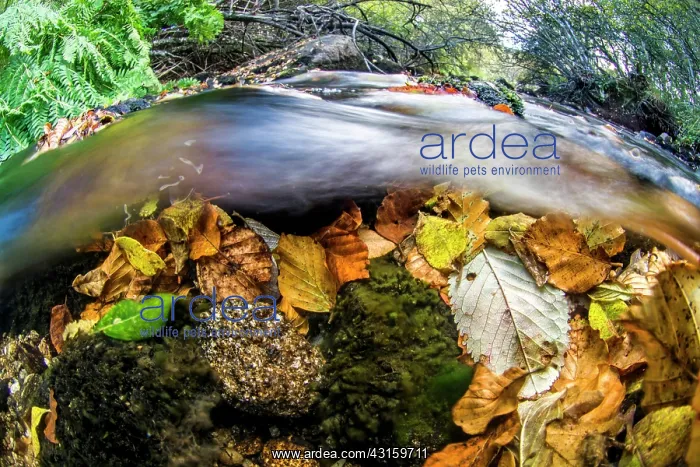  : BIO. Ardea Picture Library Contributors: BIO