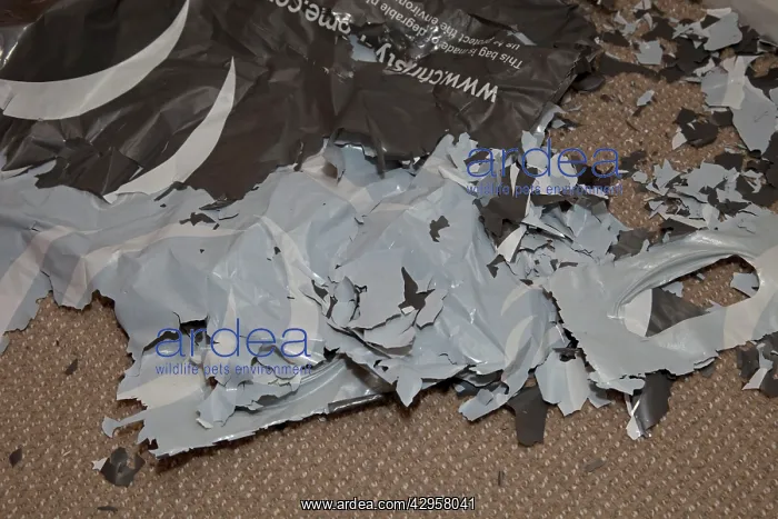: Biodegradable plastic carrier bag : Biodegradable plastic carrier bag