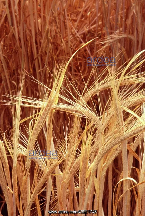 : Bioengineered barley : Bioengineered barley