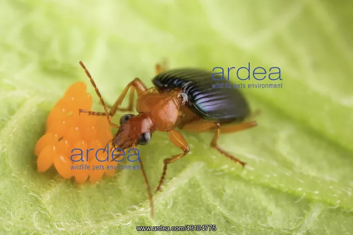 : Biological control of Potato Beetle : Biological control of Potato Beetle
