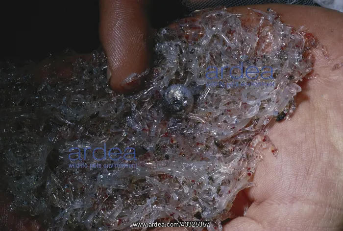 : Bioluminescent Invertebrates : Bioluminescent Invertebrates