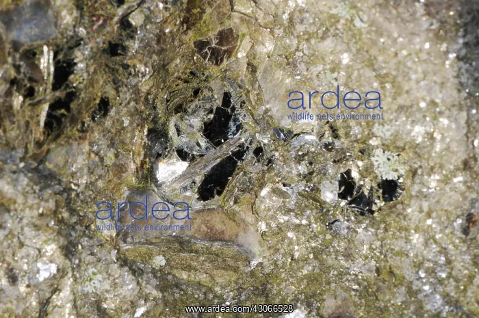  : Biotite Mica