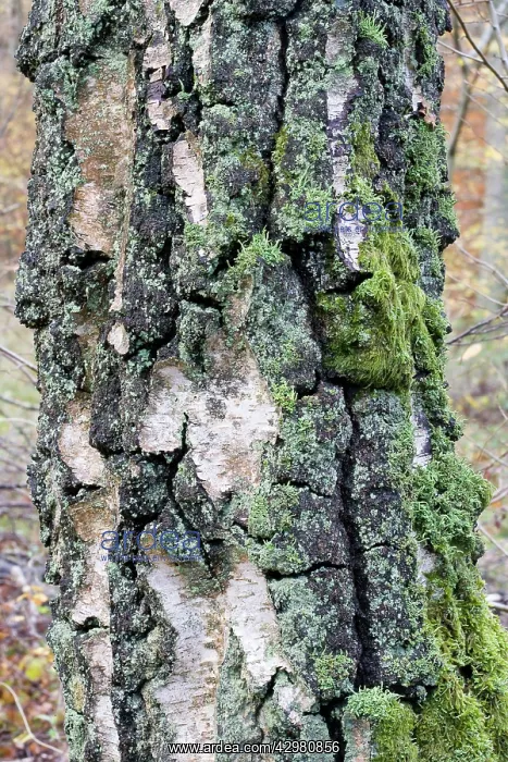  : Birch - bark covered with mosses and lichens