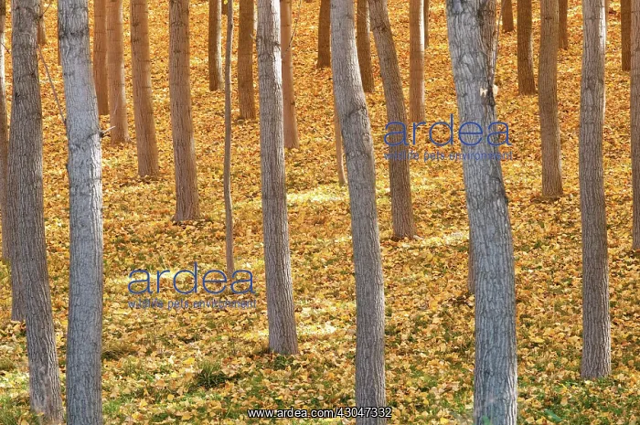 : Birch, Betula : Birch, Betula
