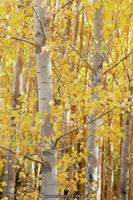 : Birch, Betula : Birch, Betula