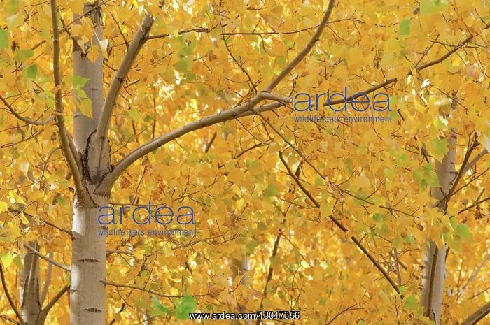  : Birch, Betula