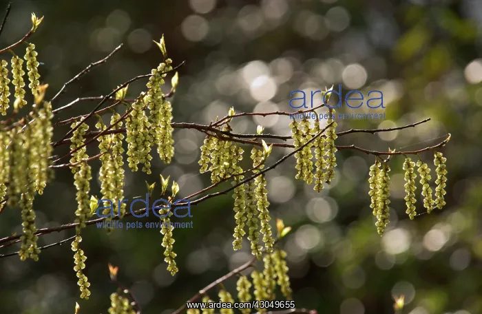 : Birch, Betula : Birch, Betula