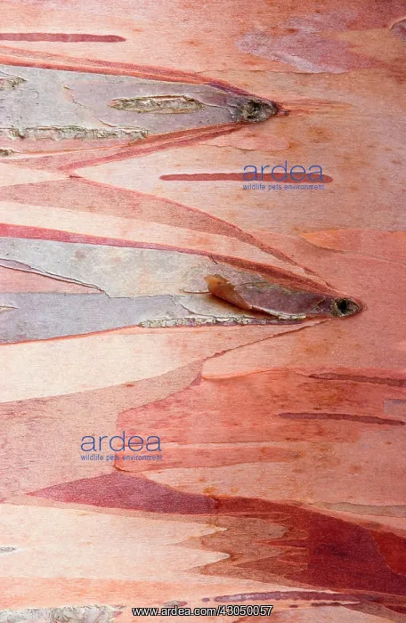 : Birch, Betula : Birch, Betula