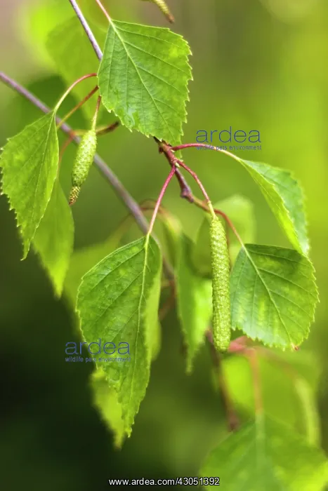 : Birch, Betula : Birch, Betula