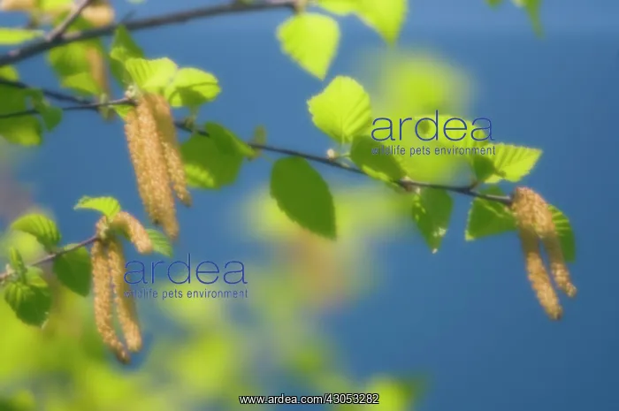 : Birch, Betula : Birch, Betula