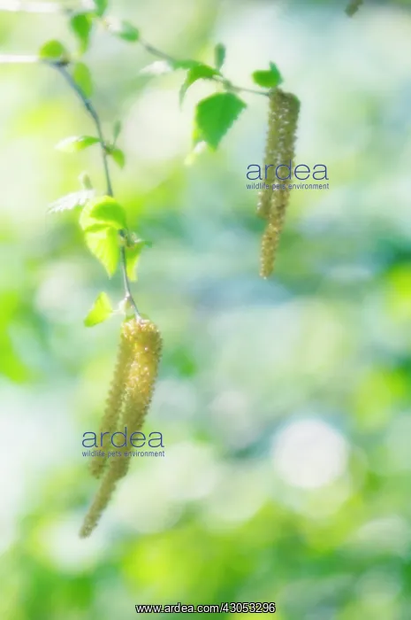 : Birch, Betula : Birch, Betula