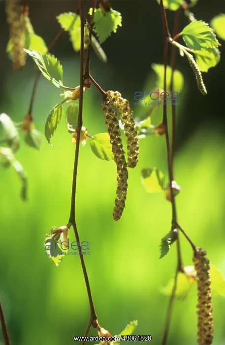: Birch, Betula : Birch, Betula