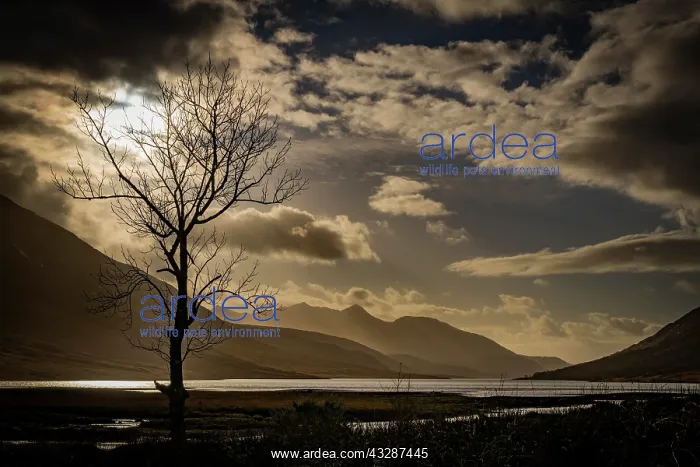 : Birch (Betula) in backlight and dramatic clouds : Birch (Betula) in backlight and dramatic clouds