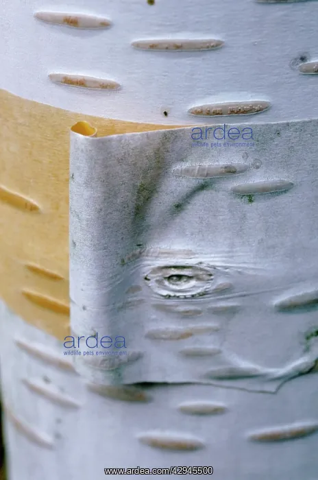 : Birch, Betula jacquemontii : Birch, Betula jacquemontii