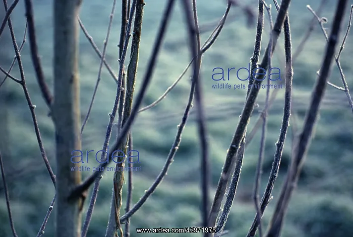 : Birch, Betula jacquemontii : Birch, Betula jacquemontii