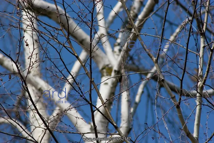 : Birch, Betula jacquemontii : Birch, Betula jacquemontii