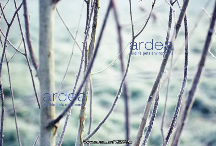 : Birch, Betula jacquemontii : Birch, Betula jacquemontii