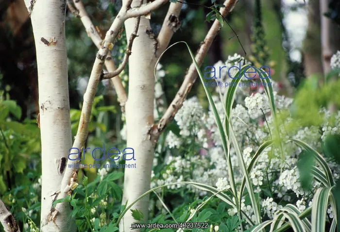 : Birch, Betula jacquemontii : Birch, Betula jacquemontii