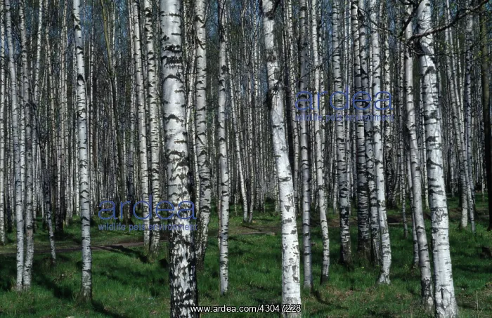 : Birch, Betula pendula, Silver birch : Birch, Betula pendula, Silver birch