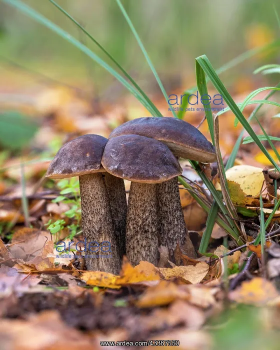 : Birch bolete (Leccinum scabrum) in autumn forest : Birch bolete (Leccinum scabrum) in autumn forest