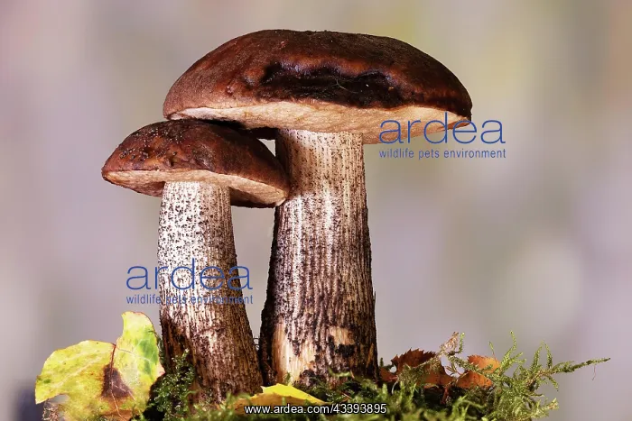 : Birch bolete (Leccinum scabrum) grows at the edg : Birch bolete (Leccinum scabrum) grows at the edg