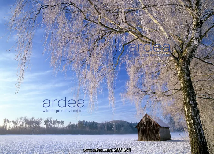 : Birch and hut, frost covered birch tree and hut in winter : Birch and hut, frost covered birch tree and hut in winter