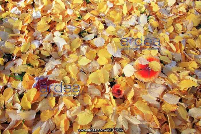 : Birch Leaves - on ground with Fly Agaric (Amanita muscaria) : Birch Leaves - on ground with Fly Agaric (Amanita muscaria)
