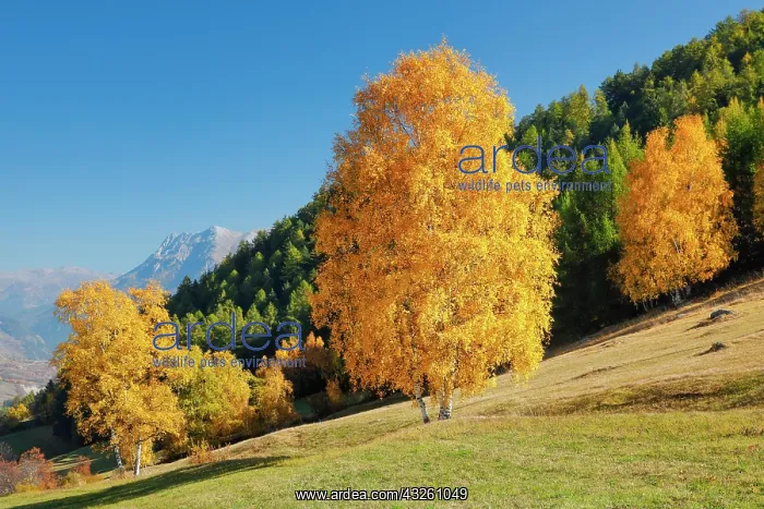 : Birch in Lower Engadine, Switzerland, Europe : Birch in Lower Engadine, Switzerland, Europe