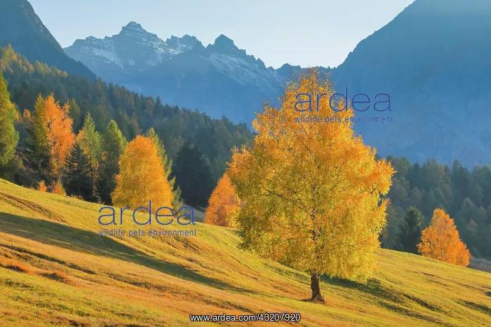 : Birch in front of Piz Nair, Grisons, Switzerland : Birch in front of Piz Nair, Grisons, Switzerland