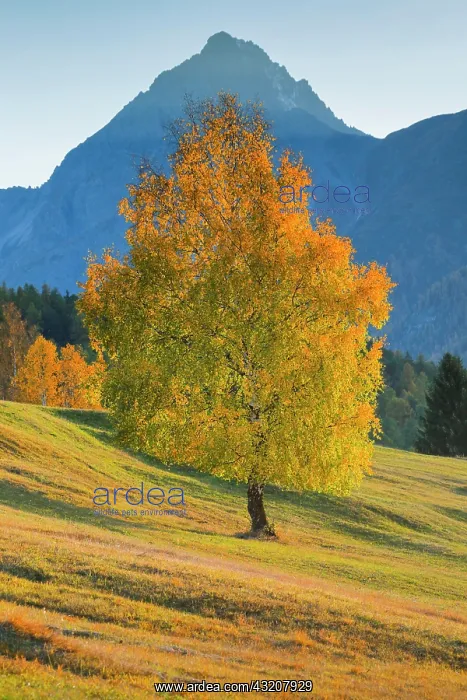 : Birch in front of Piz Nair, Grisons, Switzerland : Birch in front of Piz Nair, Grisons, Switzerland
