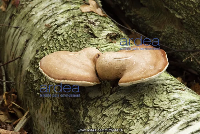 : Birch Polypore : Birch Polypore