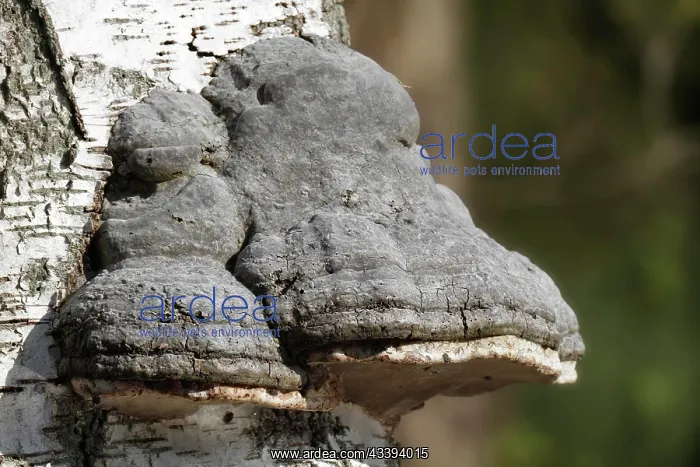 : Birch polypore (Fomitopsis betulina), tree fungu : Birch polypore (Fomitopsis betulina), tree fungu