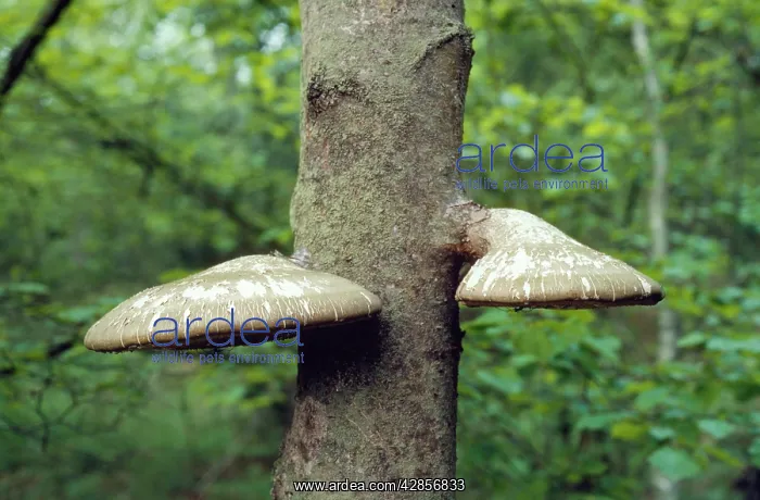 : Birch Polypore Fungus : Birch Polypore Fungus