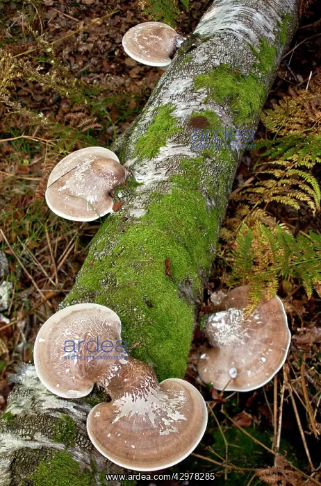 : Birch Polypore or Razorstrop Fungus - on birch log : Birch Polypore or Razorstrop Fungus - on birch log
