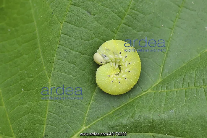 : Birch Sawfly, Birch Button Hornworm Wasp (Cimbex femoratus) : Birch Sawfly, Birch Button Hornworm Wasp (Cimbex femoratus)