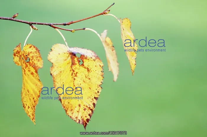 : Birch, Silver birch, Betula pendula : Birch, Silver birch, Betula pendula