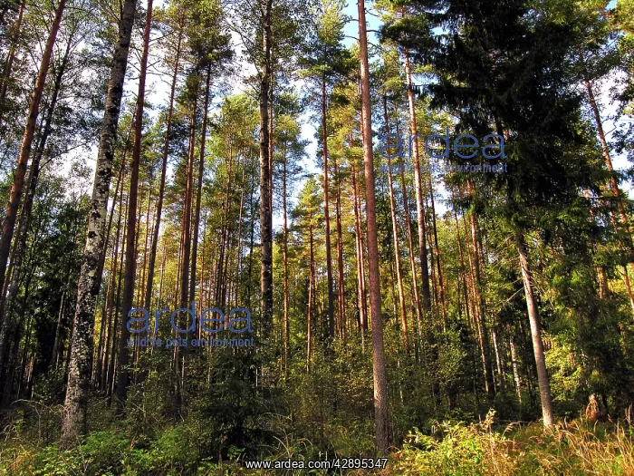 : Birch and Spruce Trees : Birch and Spruce Trees