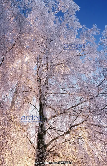 : Birch Tree : Birch Tree
