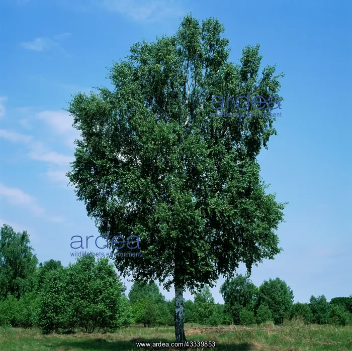  : Birch Tree