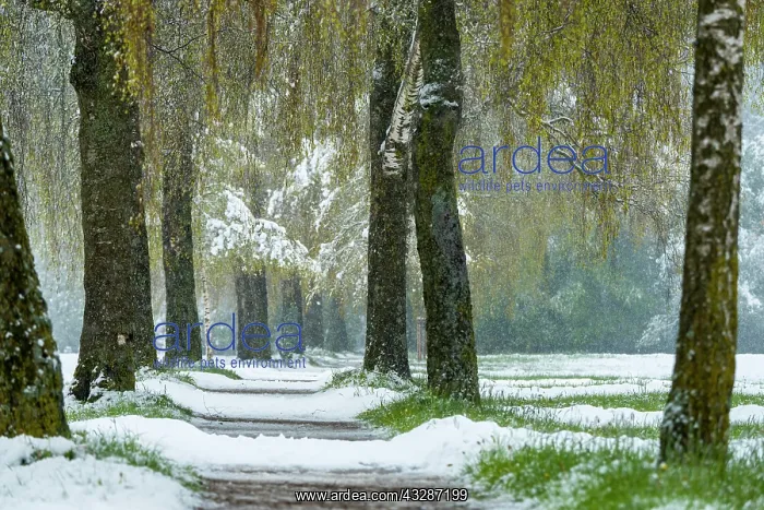 : Birch tree alley (Betula) with fresh green foliage : Birch tree alley (Betula) with fresh green foliage