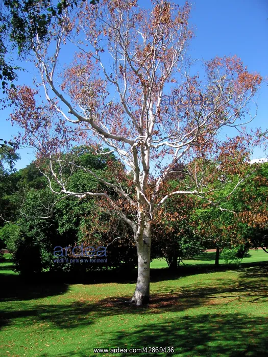 : Birch Tree - Autumn leaves in August - reaction to drought : Birch Tree - Autumn leaves in August - reaction to drought