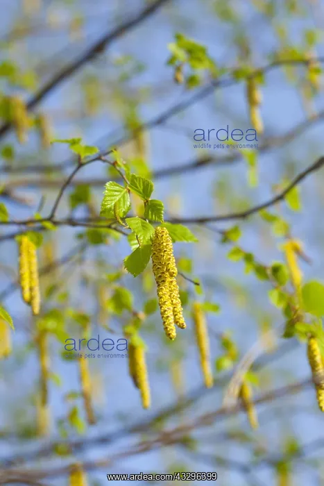 : Birch tree, Betula cultivar, Yellow flowers growing : Birch tree, Betula cultivar, Yellow flowers growing