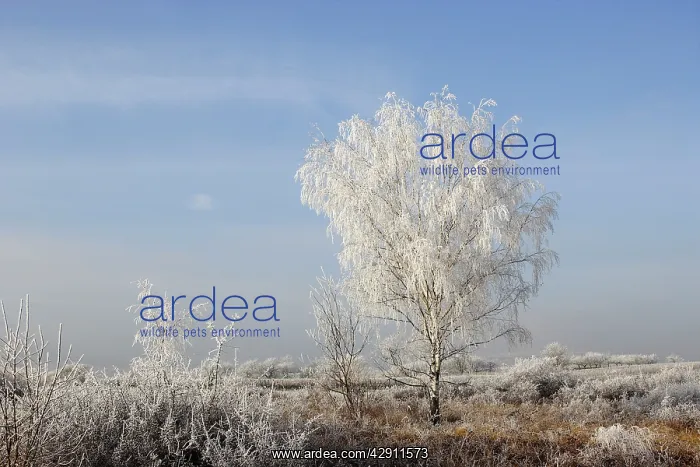 : Birch Tree - covered in frost : Birch Tree - covered in frost
