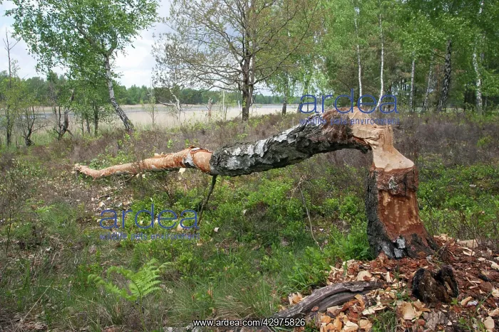: Birch Tree - felled tree showing gnawing and teeth : Birch Tree - felled tree showing gnawing and teeth